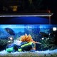 19,5 cm akvarie lampe - 7W LED, hvit/blå
