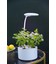 LEDlife hydroponisk mini kjøkkenhavg - Hvit, inkl. vekstlys, 6 plantehull, innebygget timer og pumpe, 1,8L vanntank