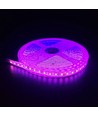 Pink 10W/m LED stripe - 5m, 120 LED pr meter, 24V, IP65