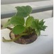 Gromedie til hydroponisk dyrking - 1L, passer til våre hydroponiske plantekasser