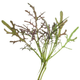 Restsalg: Microgreens, senneps frø - Red Frills, 1g