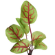Restsalg: Microgreens, Rødbladet syre, 0,5g