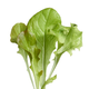 Restsalg: Microgreens, Blandet salat, 1g