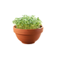 Restsalg: Microgreens starterkit - Japansk grønn Tatsoi