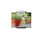 Microgreens starterkit - Grønnkål, 1,5g