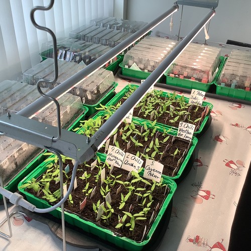 LEDlife Pro-Grow 2.0 Vekst sett - 2 x 120cm, 36W LED, fullt lysspektrum, IP65