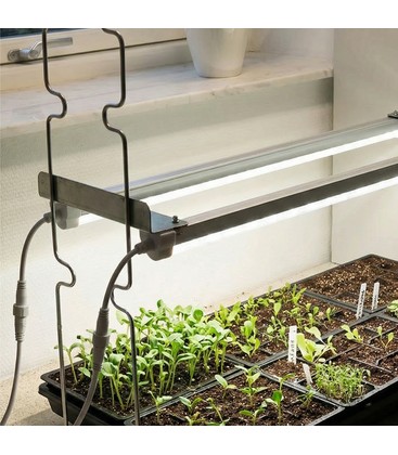 LEDlife Max-Grow 2.0 vekstlys montert over planter i et innendørs miljø.